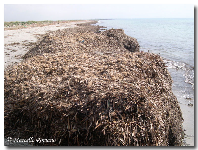 SIC Sicilia: Paludi di Capo Feto e Margi Span (ITA010006)